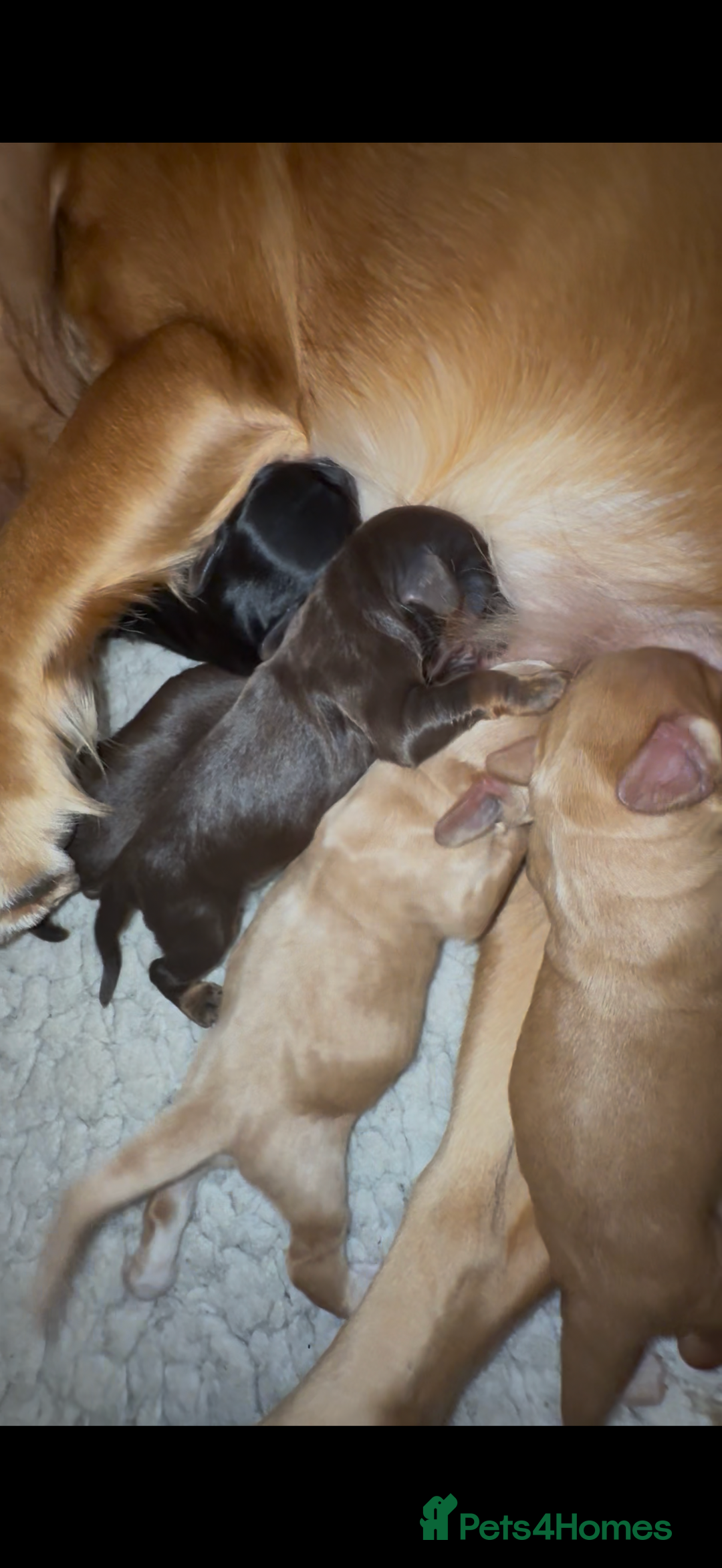 Cocker Spaniel dogs for sale: Quality KC registered FTC Working Cocker Spaniels - Image 13