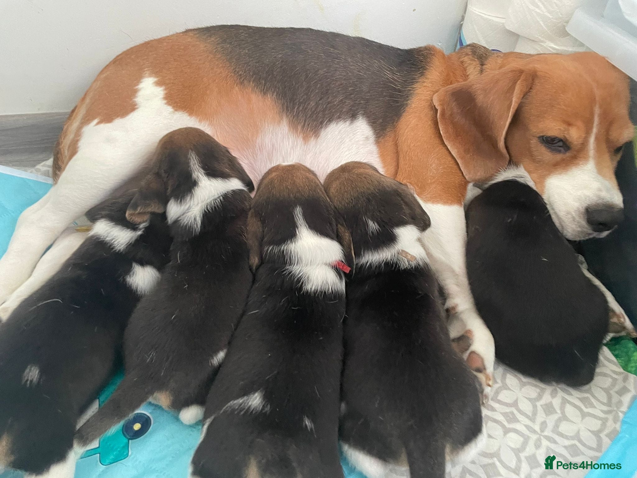 Beagle dogs Beagle Puppies  - Advert 1