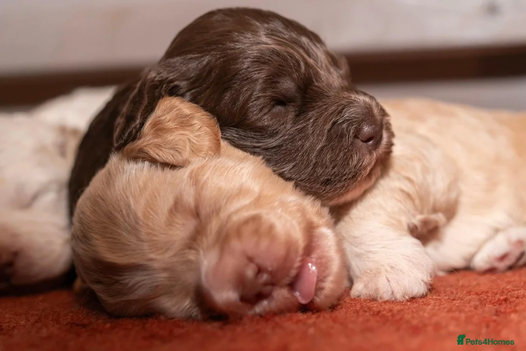 Cockapoo dogs for sale: Stunning F2 Cockapoo Puppies  in Saltburn-by-the-Sea - Advert 32