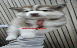 Siberian Husky dogs for sale: ready to go Wooly Siberian Husky - Image 28