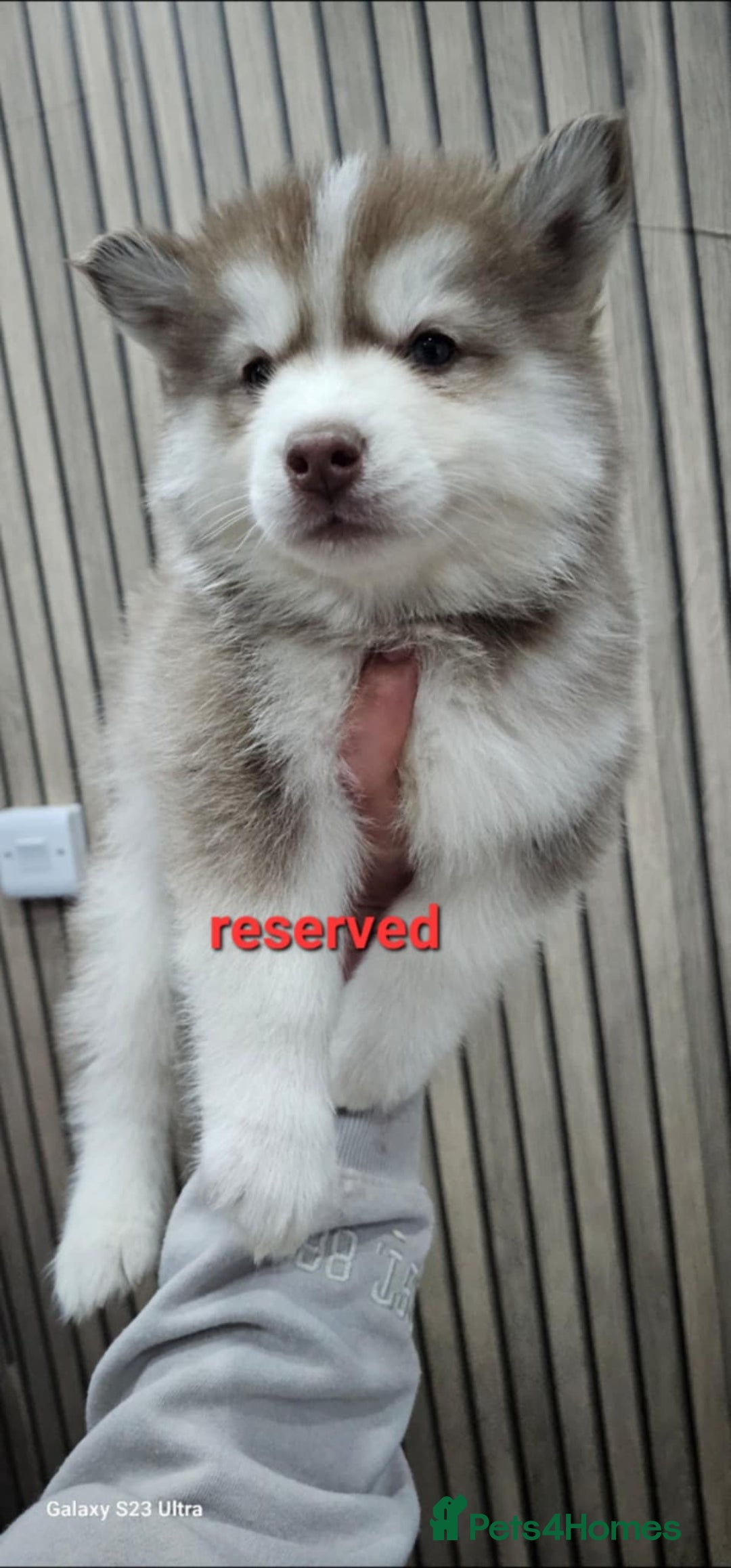 Siberian Husky dogs for sale: ready to go Wooly Siberian Husky - Image 28