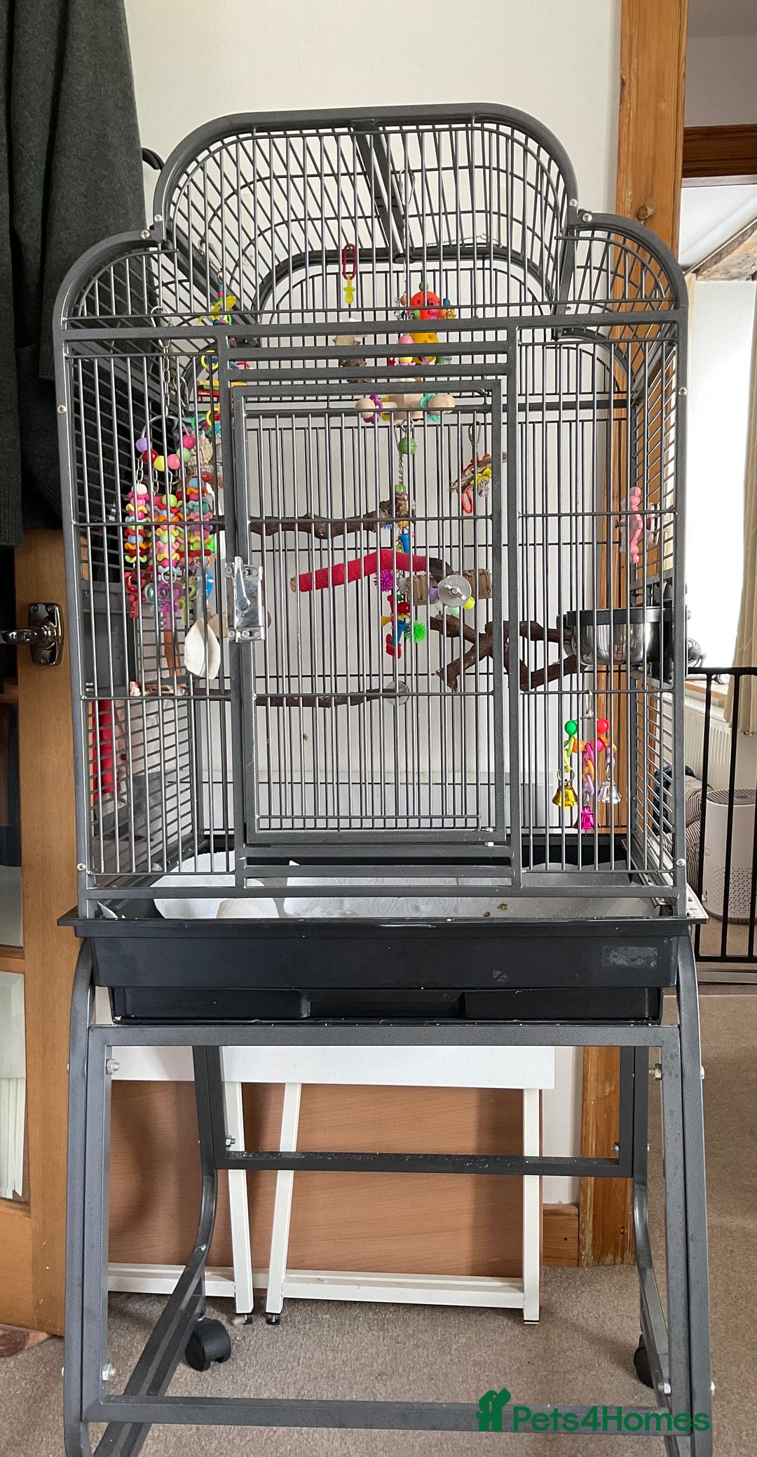 Cockatiels birds for sale: Hand reared baby cockatiel with cage. (Male) - Image 4