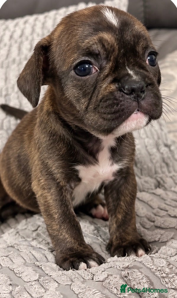 Mixed Breed dogs Gorgeous Frenchel  puppies (Frenchie x cavalier)  - Advert 5