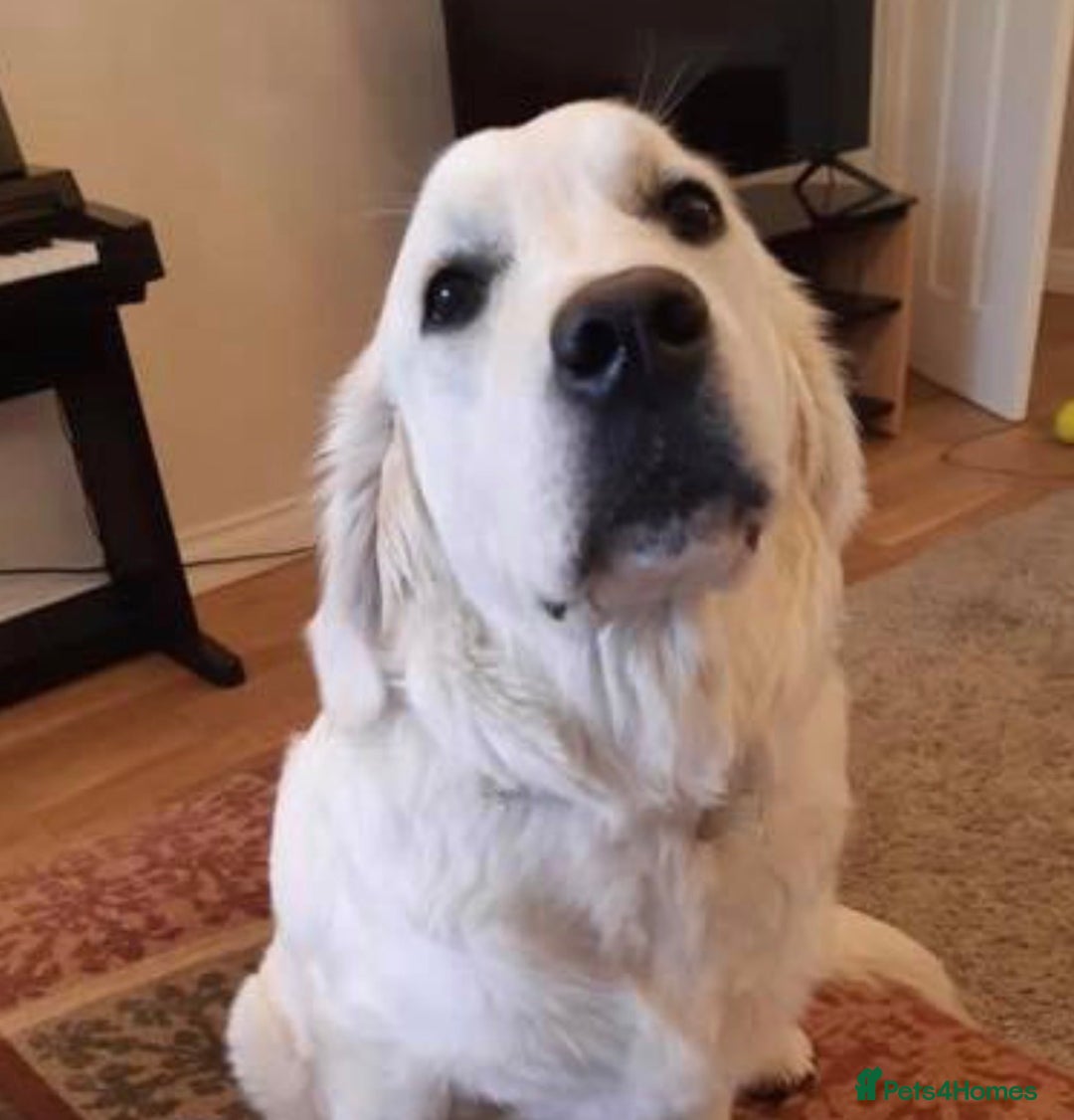 Golden Retriever dogs for sale: Stunning golden retriever pups  - Advert 8