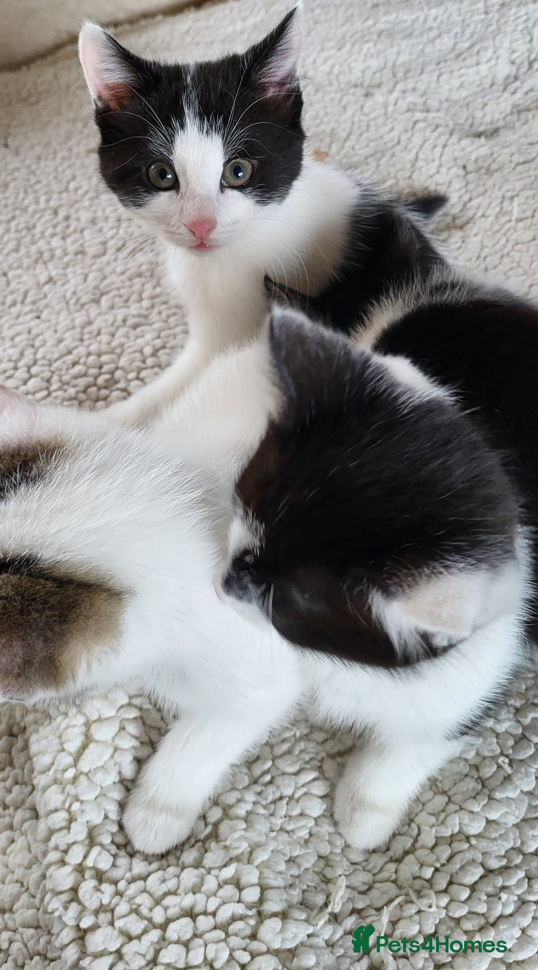 British Shorthair cats for sale: Beautiful kittens for sale - Image 5