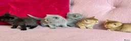 British Shorthair cats for sale: Gorgeous friendly GCCF BSH Kittens - Advert 3