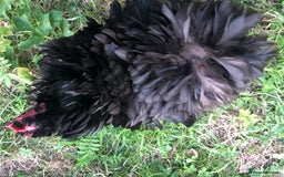 Chickens poultry for sale: Pair of pure pekin bantams - Image 5