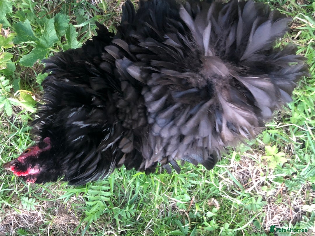 Chickens poultry for sale: Pair of pure pekin bantams - Image 5