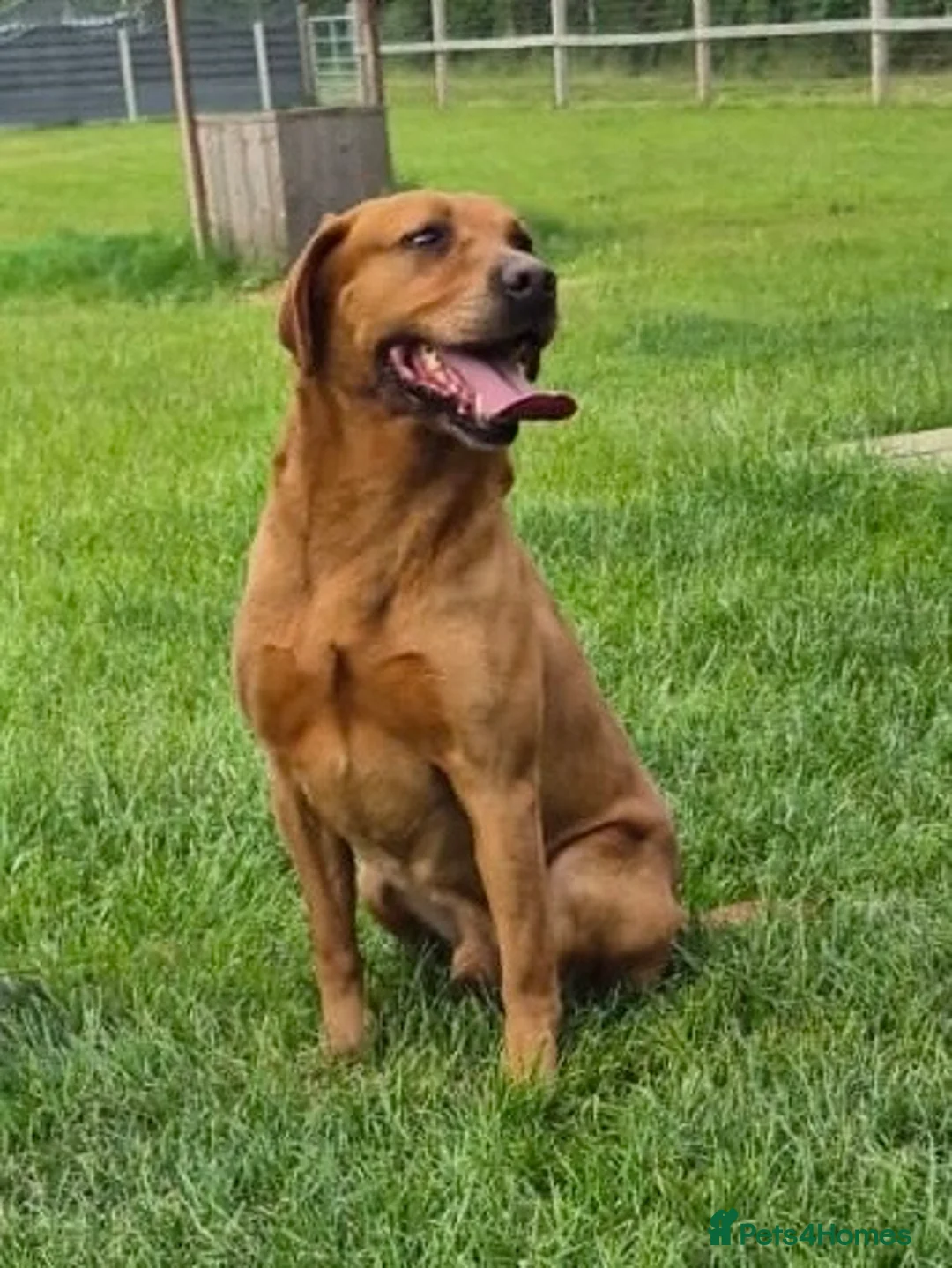 Labrador Retriever dogs for stud: KC Reg Handsome Fox Red for Stud - 0/0 Hips - Advert 6