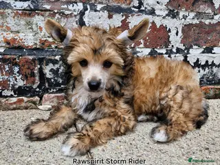 Chinese Crested dogs Boy and girl available - Advert 16