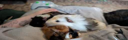 Guinea Pig rodents for sale: 4 female guinea pigs  - Advert 1