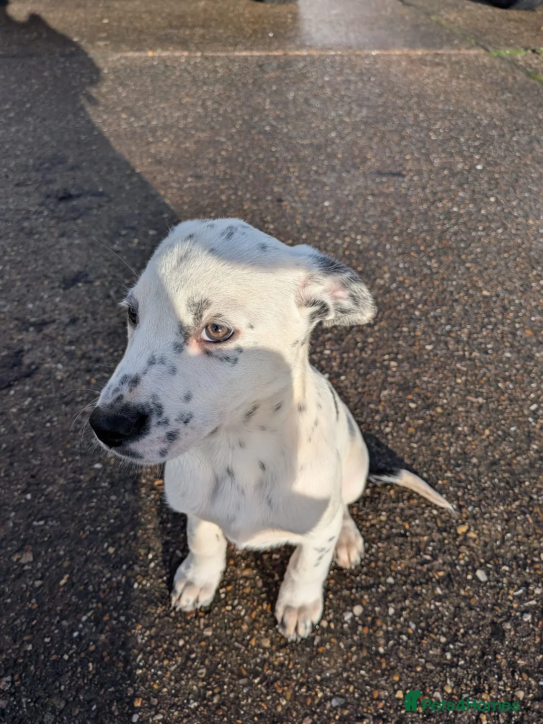 Mixed Breed dogs for sale: Beautiful Collie x Dalmatian Puppies - Advert 5