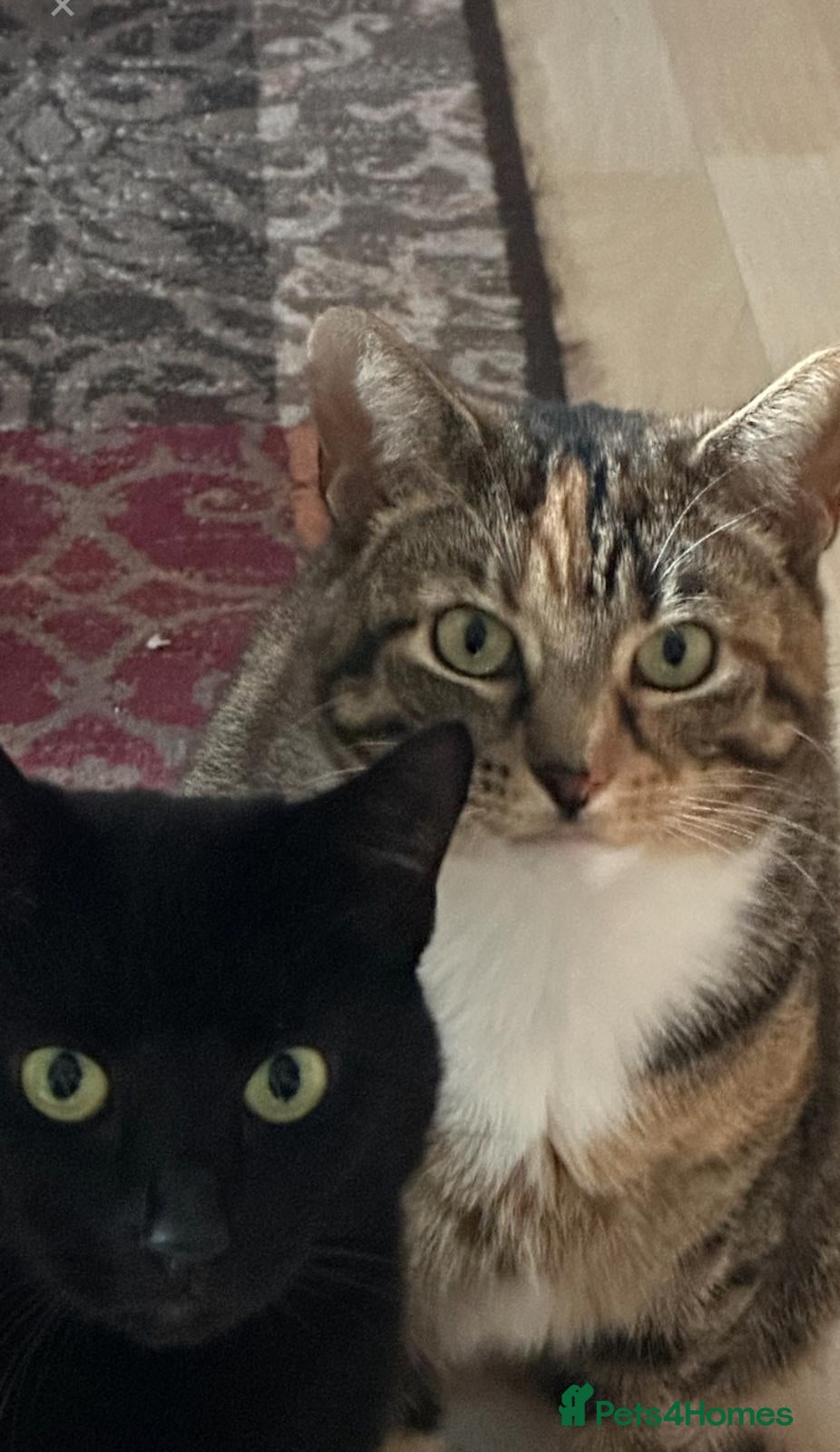 Domestic Shorthair cats Two female cats for rehoming  - Advert 1