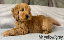 Goldendoodle dogs for sale: Hereditary clear mum. Fully hip elbow and DNA Dad. - Image 16