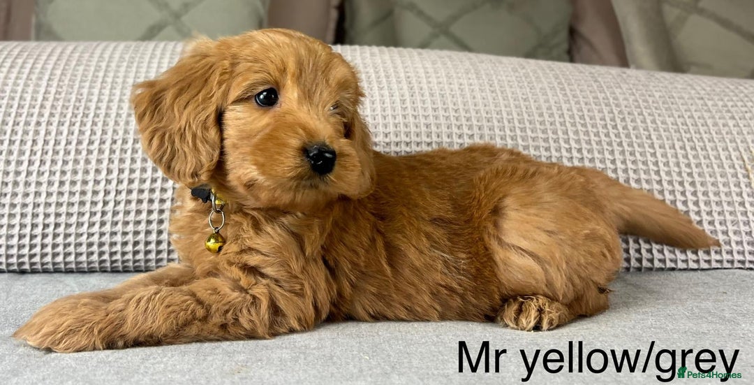 Goldendoodle dogs for sale: Hereditary clear mum. Fully hip elbow and DNA Dad. - Image 16