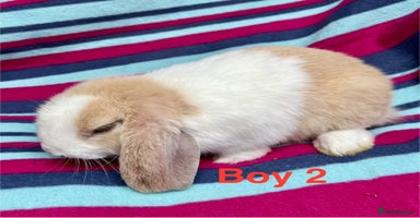 Mini Lop rabbits - Advert 8