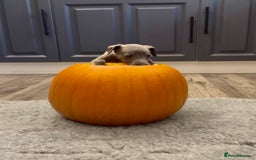 Whippet dogs for sale: KC Registered Whippet Puppies - Image 27