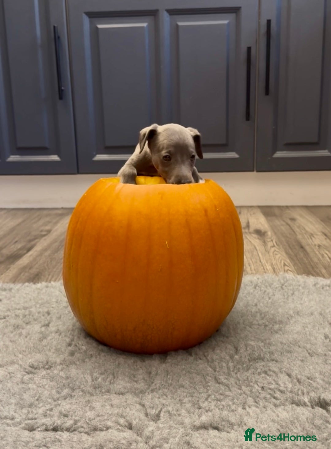 Whippet dogs for sale: KC Registered Whippet Puppies - Image 27