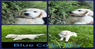 Golden Retriever dogs - Advert 3