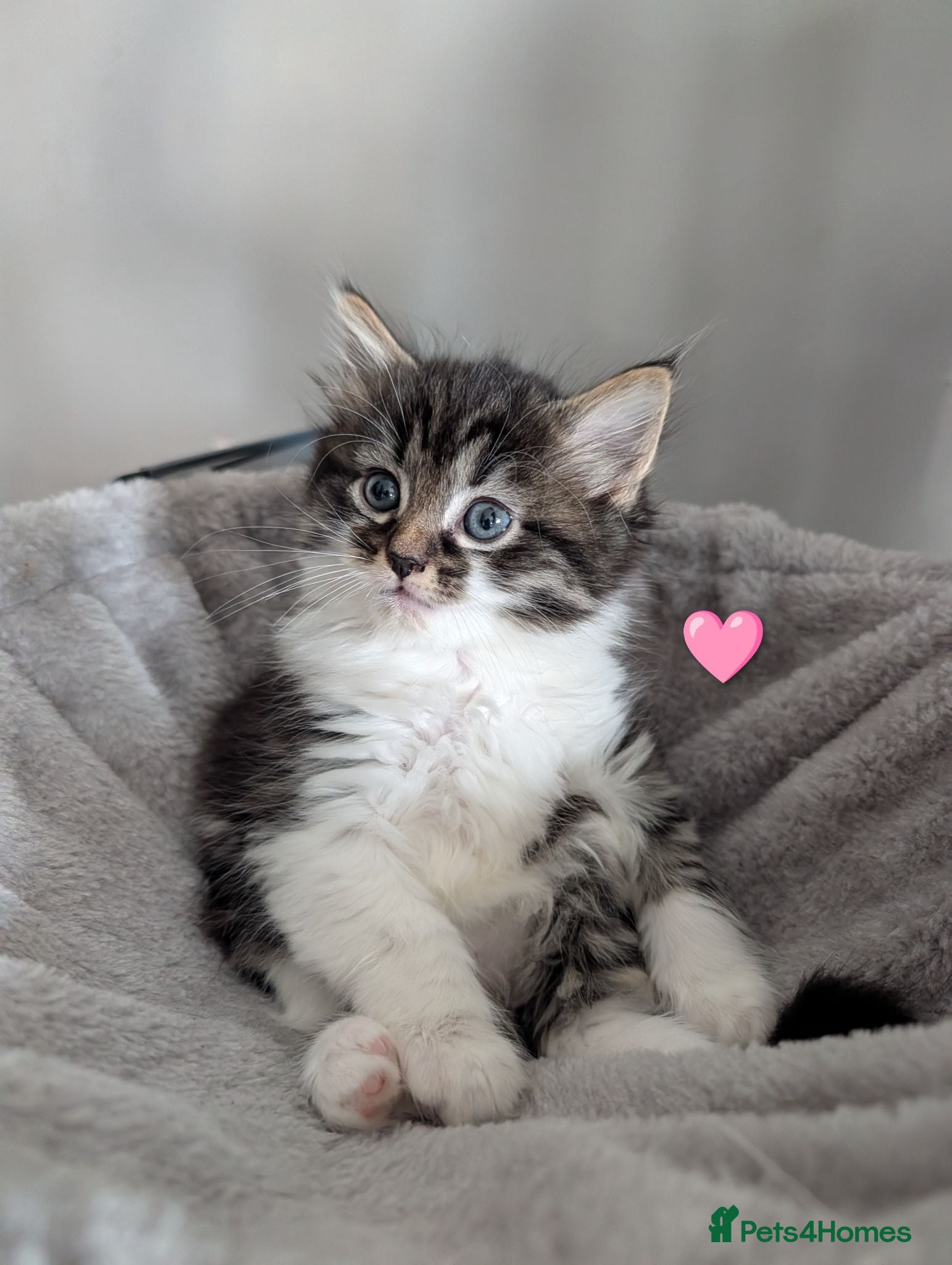 Maine Coon cats 🩵🩷Maine coon cross kitty's available now🩷🩵 - Advert 1