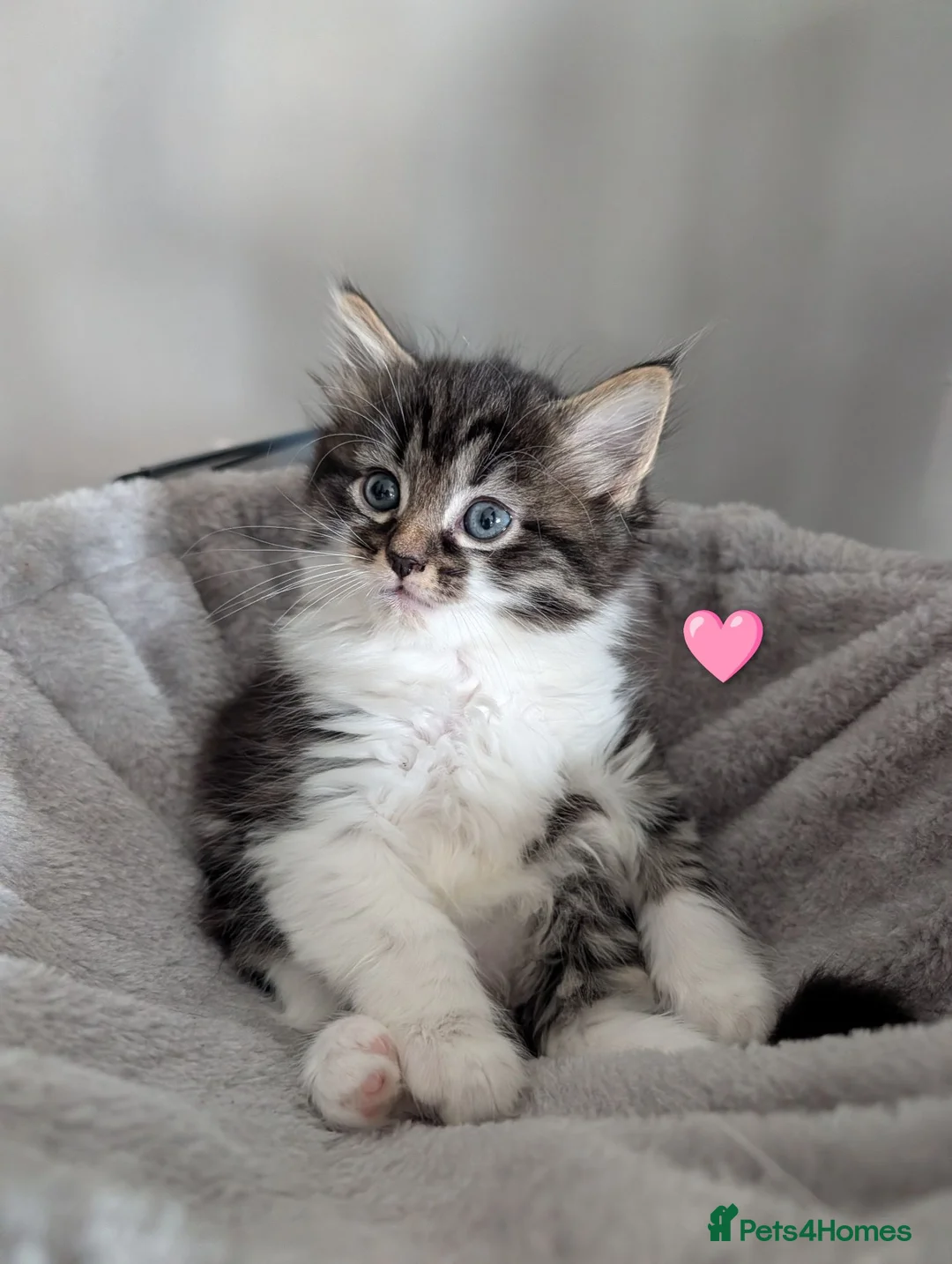 Maine Coon cats for sale: 🩵🩷Maine coon cross kitty's available now🩷🩵 - Advert 1