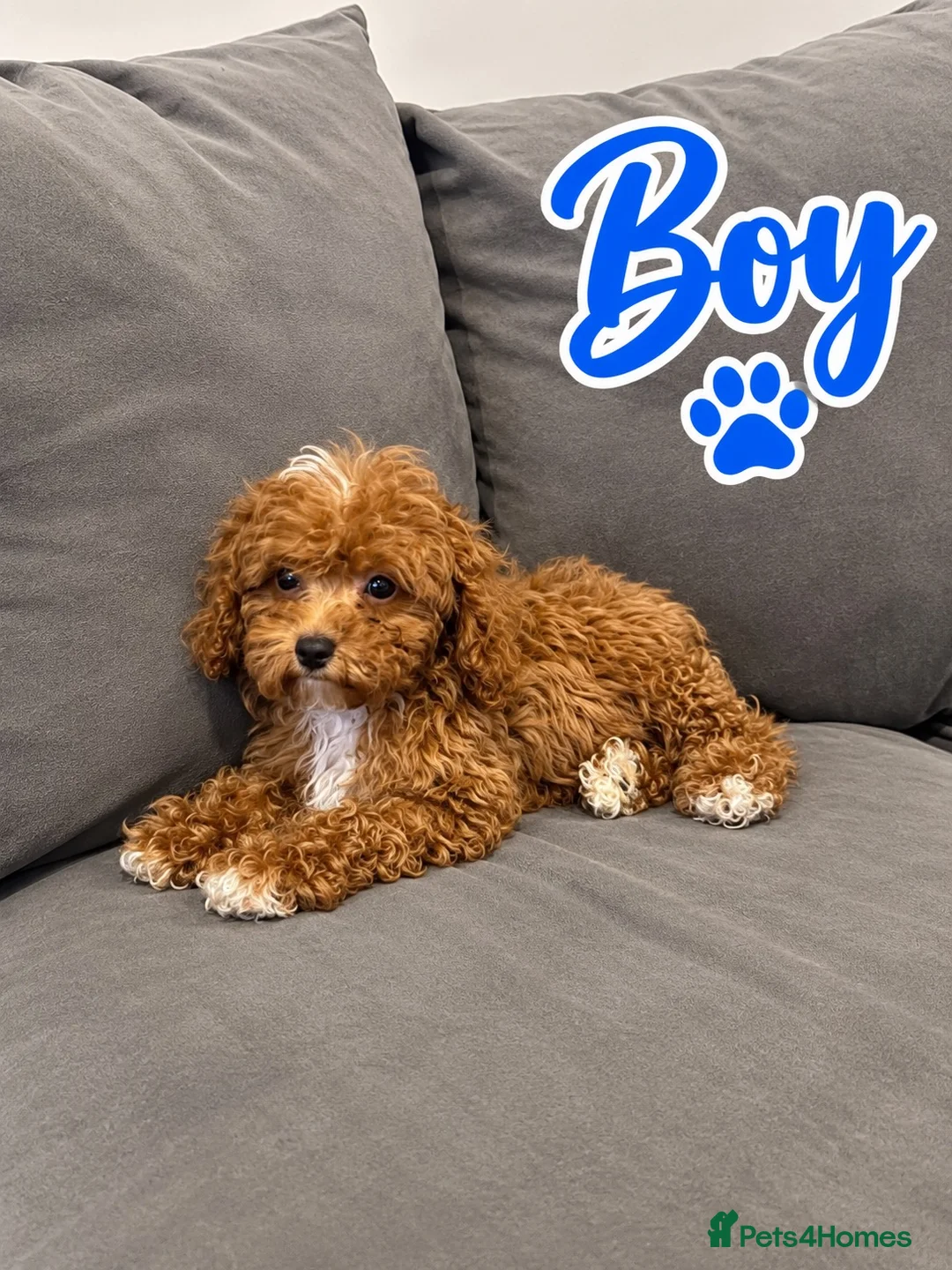 Maltipoo dogs for sale:  Lovely asian boy maltipoo  - Advert 1