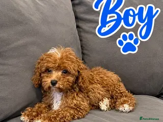 Maltipoo dogs Lovely asian boy maltipoo - Advert 1