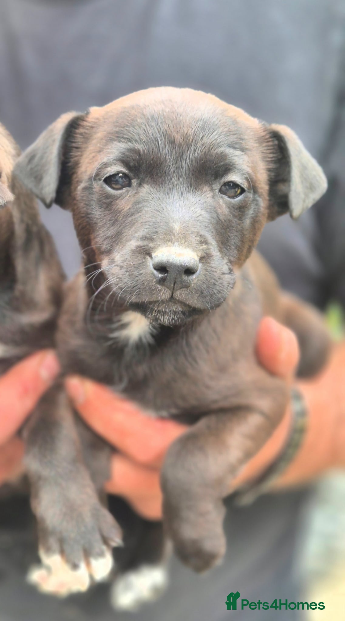Mixed Breed dogs Border Lakeland X Patterdale terrier  - Advert 1