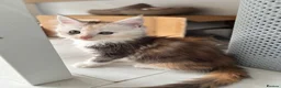 Maine Coon cats for sale: Cute Main coon boys girls kittens blue eyes  - Advert 8