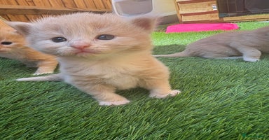 Maine Coon cats - Advert 5