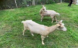 Goats livestock for sale: Golden gurnsey nanny’s  - Image 2