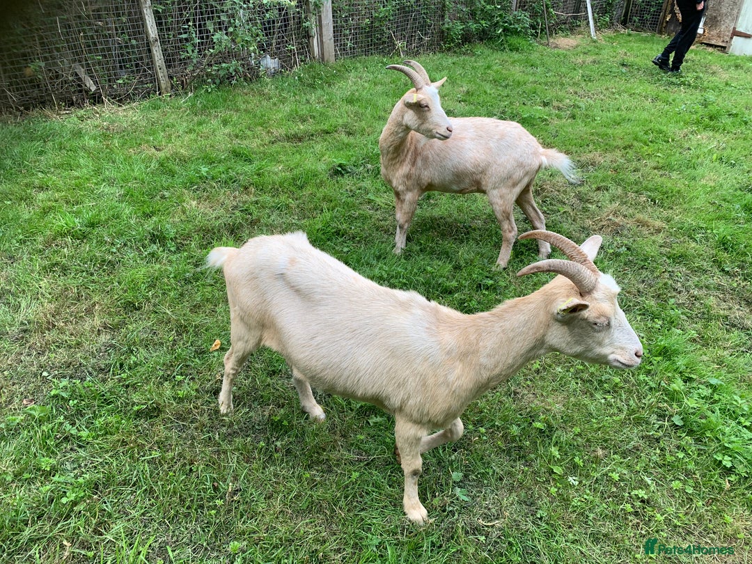 Goats livestock for sale: Golden gurnsey nanny’s  - Image 2