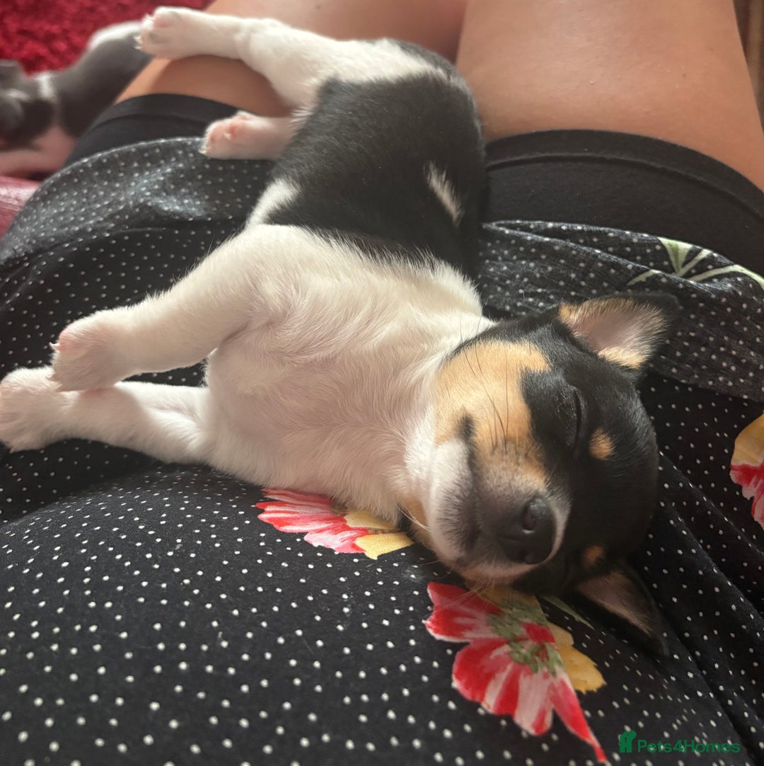 Pomchi dogs for sale: Pomchi x Jackchi puppies  - Image 7