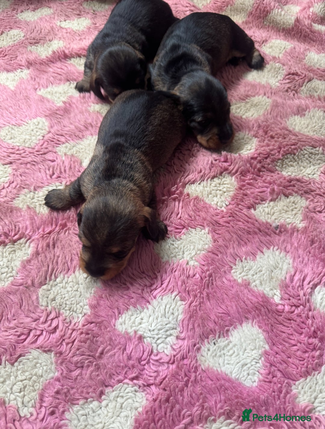 Dachshund dogs for sale: Wire haired dachshund  - Image 3