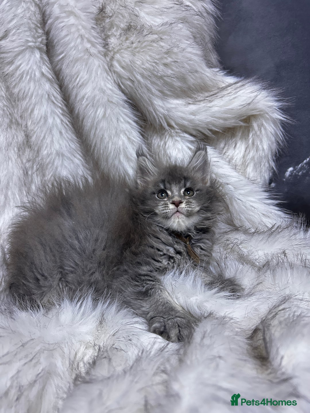 Maine Coon cats for sale: Maine Coon kitten  - Advert 10