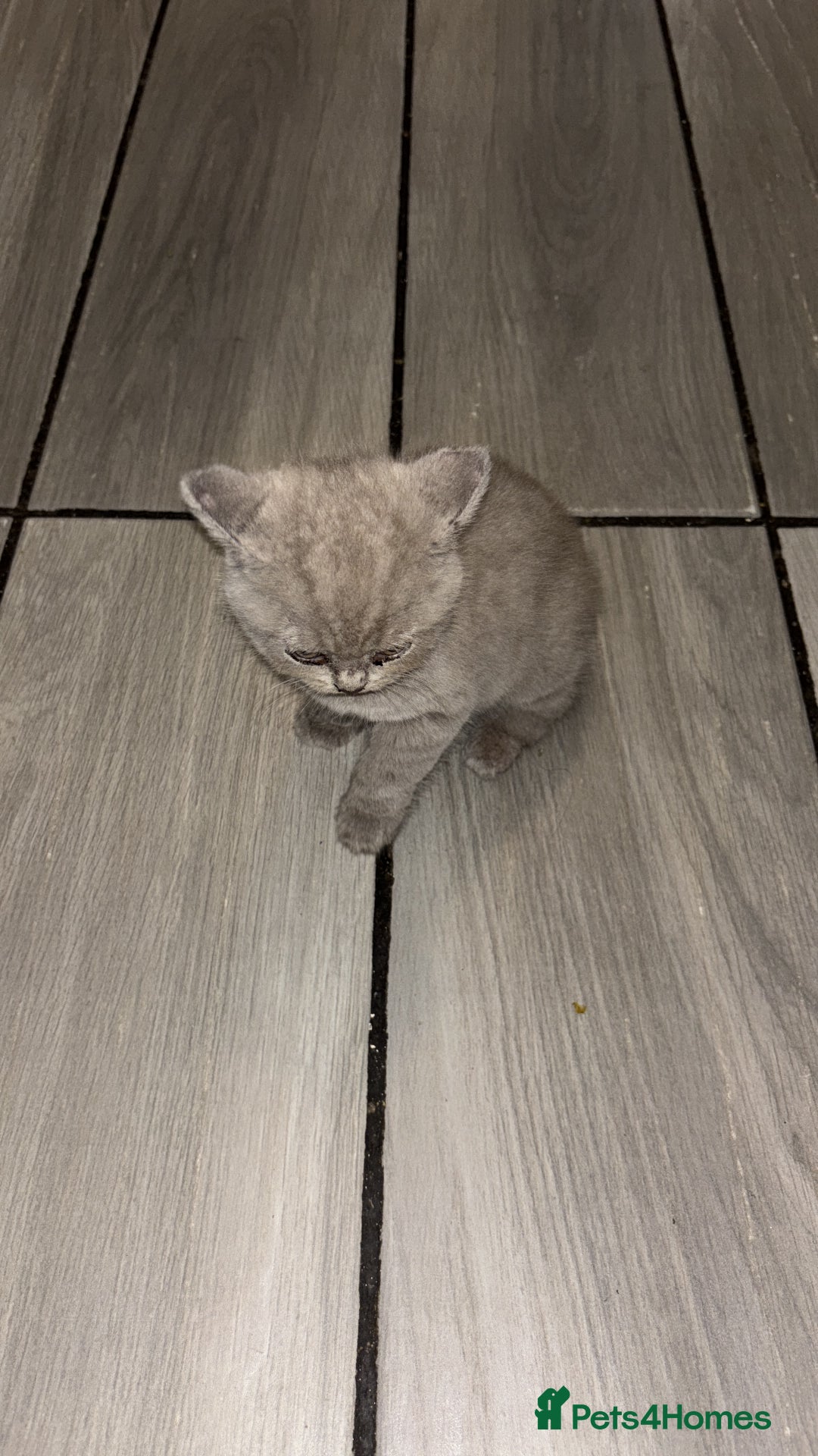 British Shorthair cats for sale: British Shorthair Male Kitten - Image 2