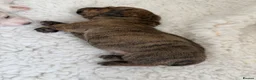 Miniature Dachshund dogs for sale: Stunning mini Dachshunds.PRA & BVA clear parents  - Advert 10