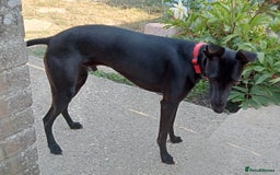 Whippet dogs for sale: 15 month old male whippet - Image 3