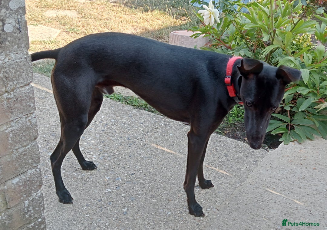 Whippet dogs for sale: 15 month old male whippet - Image 3