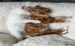 Turkish Angora cats for sale: Pure white - Male - QUALITY TURKISH ANGORA KITTENS - Image 18