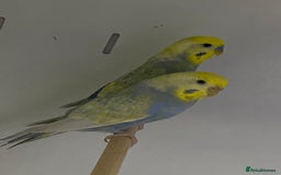 Mixed Breed birds for sale: Hand reared conures and avairy budgies  - Image 12