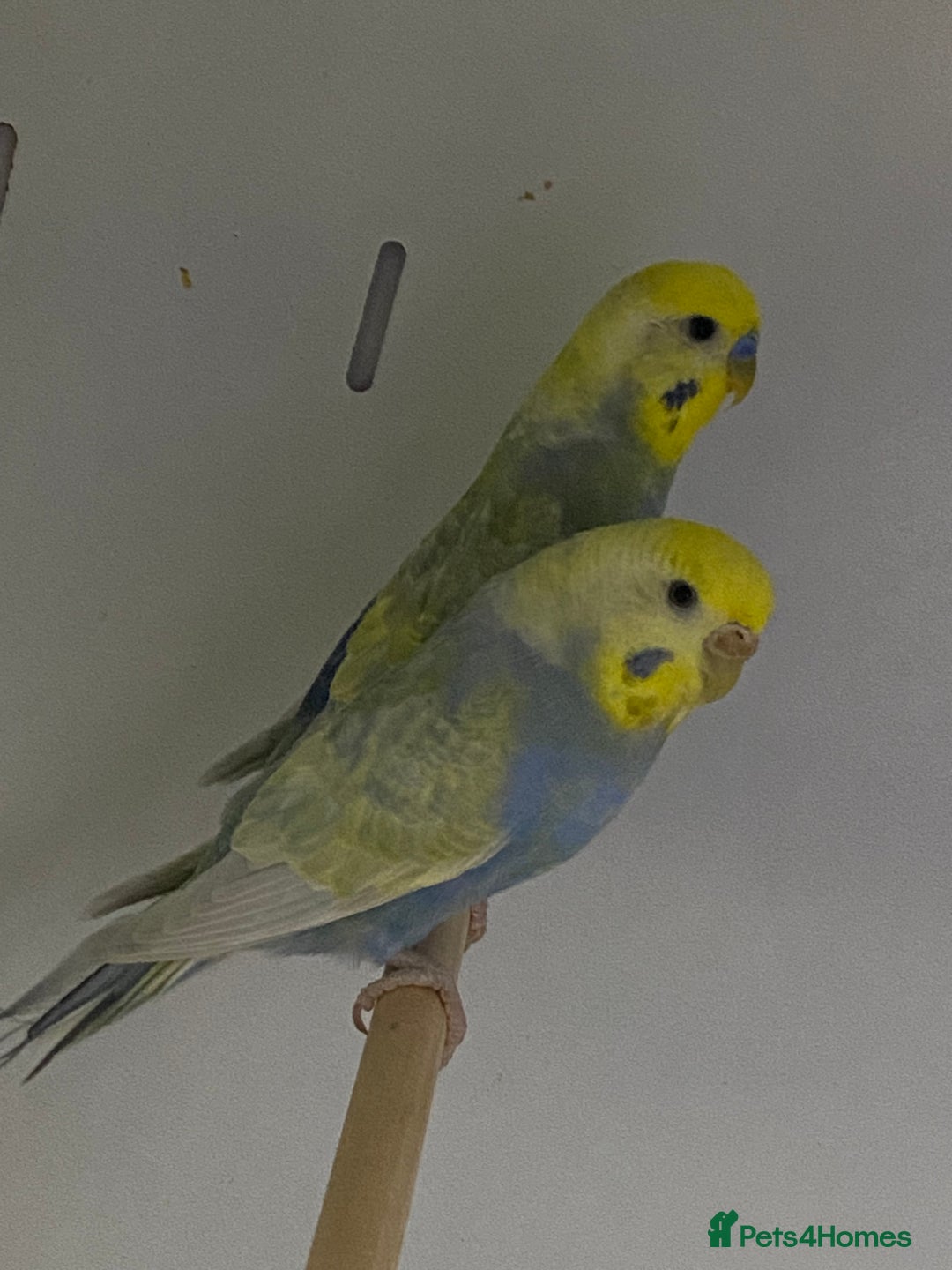 Mixed Breed birds for sale: Hand reared conures and avairy budgies  - Image 12