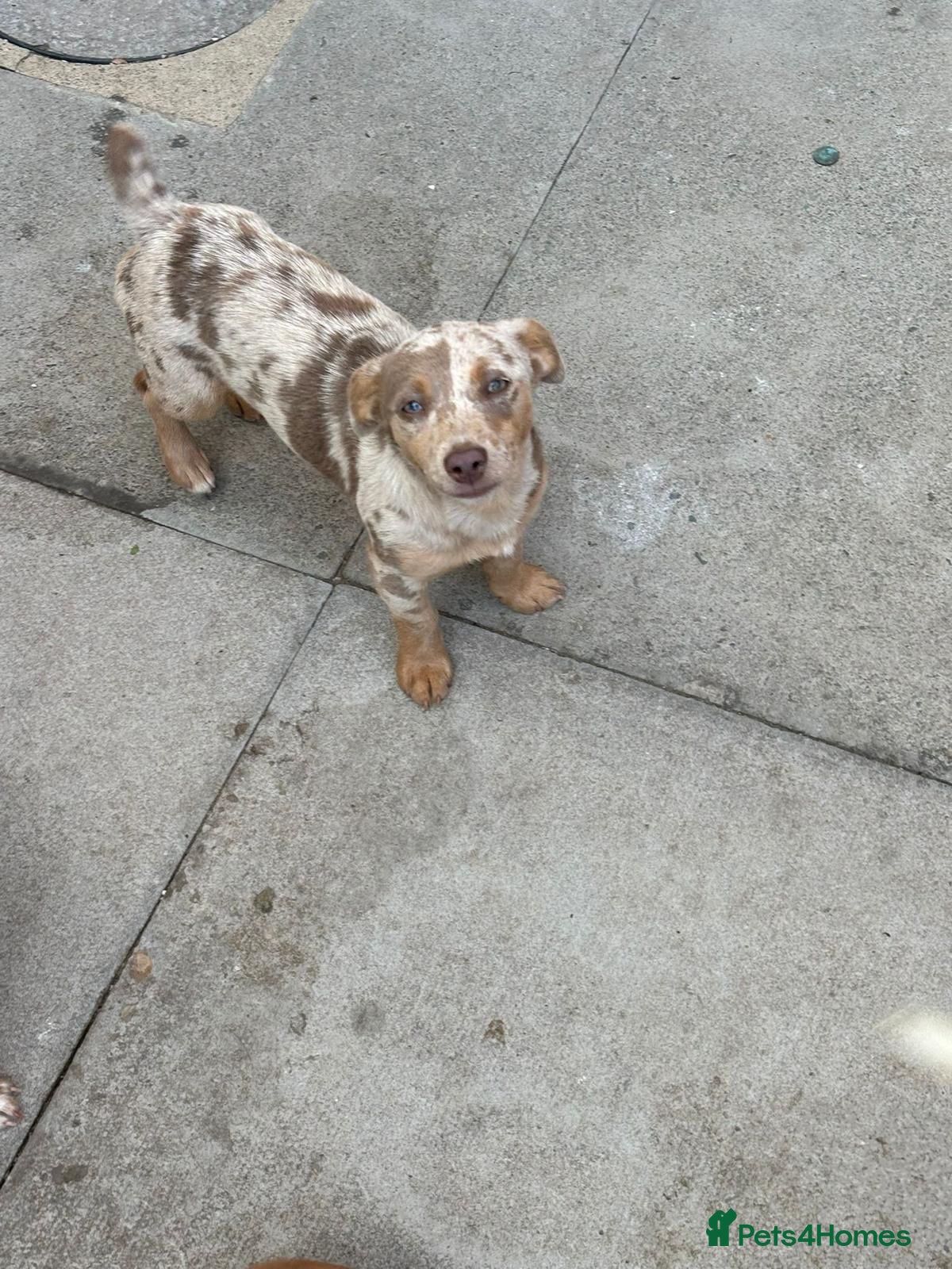 Jack Russell dogs Jack Russell (Female) - Advert 1