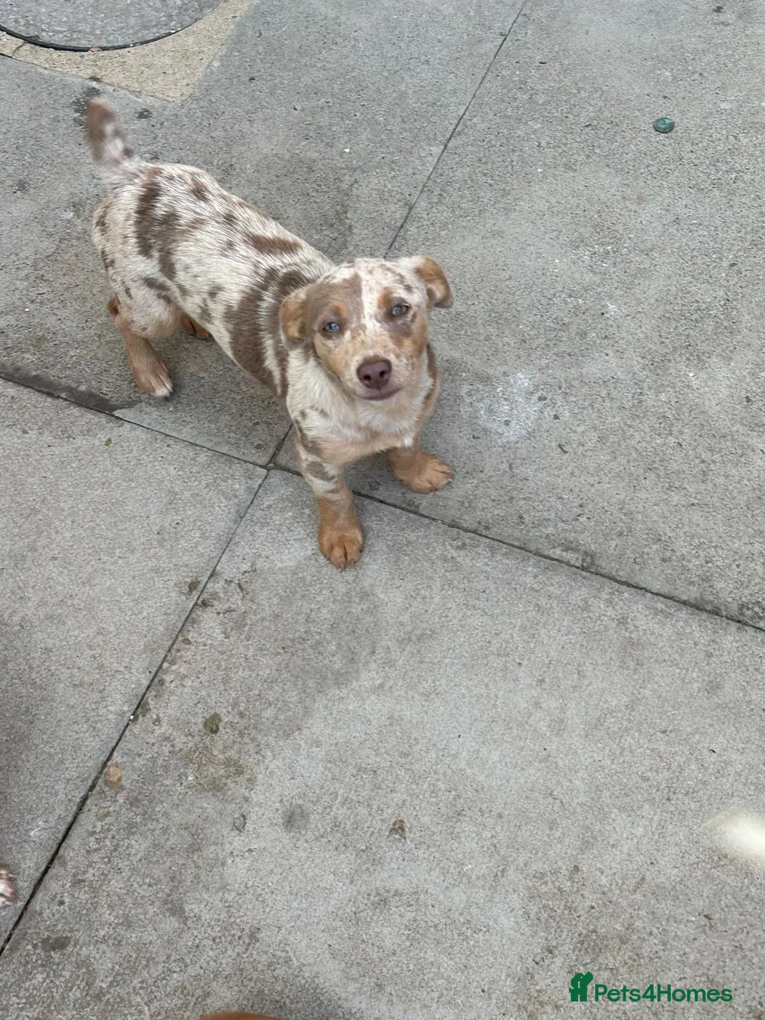 Jack Russell dogs for sale: Jack Russell (Female) - Advert 1