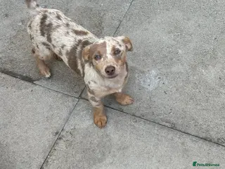 Jack Russell dogs Jack Russell (Female) - Advert 1