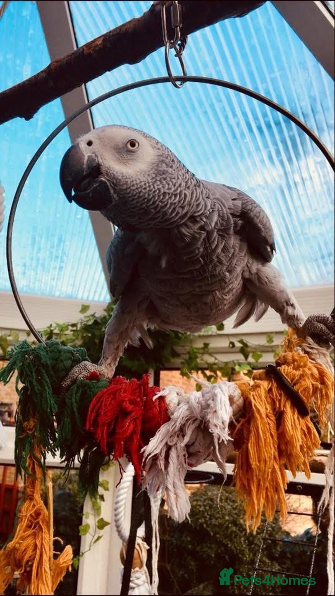 Parrots birds for sale: African grey  - Image 1