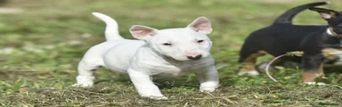 Miniature Bull terrier 1