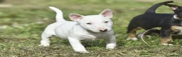 Miniature Bull terrier dogs for sale: Quality miniature english bull terrier puppies - Advert 3