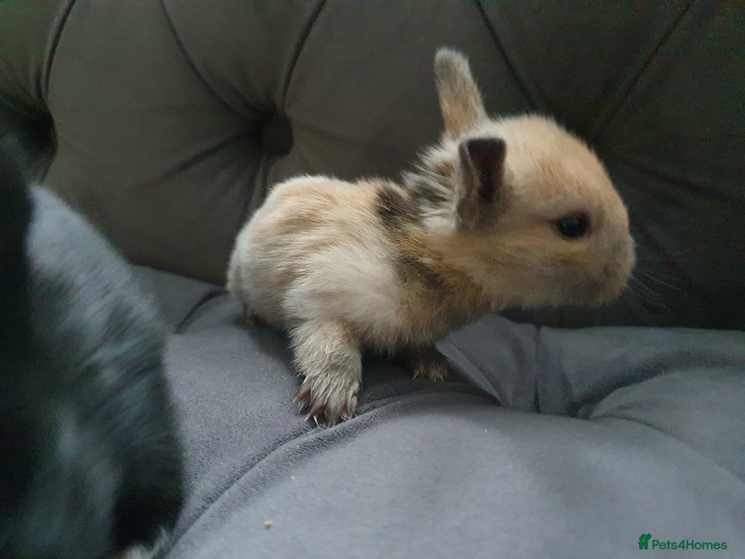 Lionhead rabbits for sale: Baby bunny's mixed lionhead /northern dwaf - Image 12