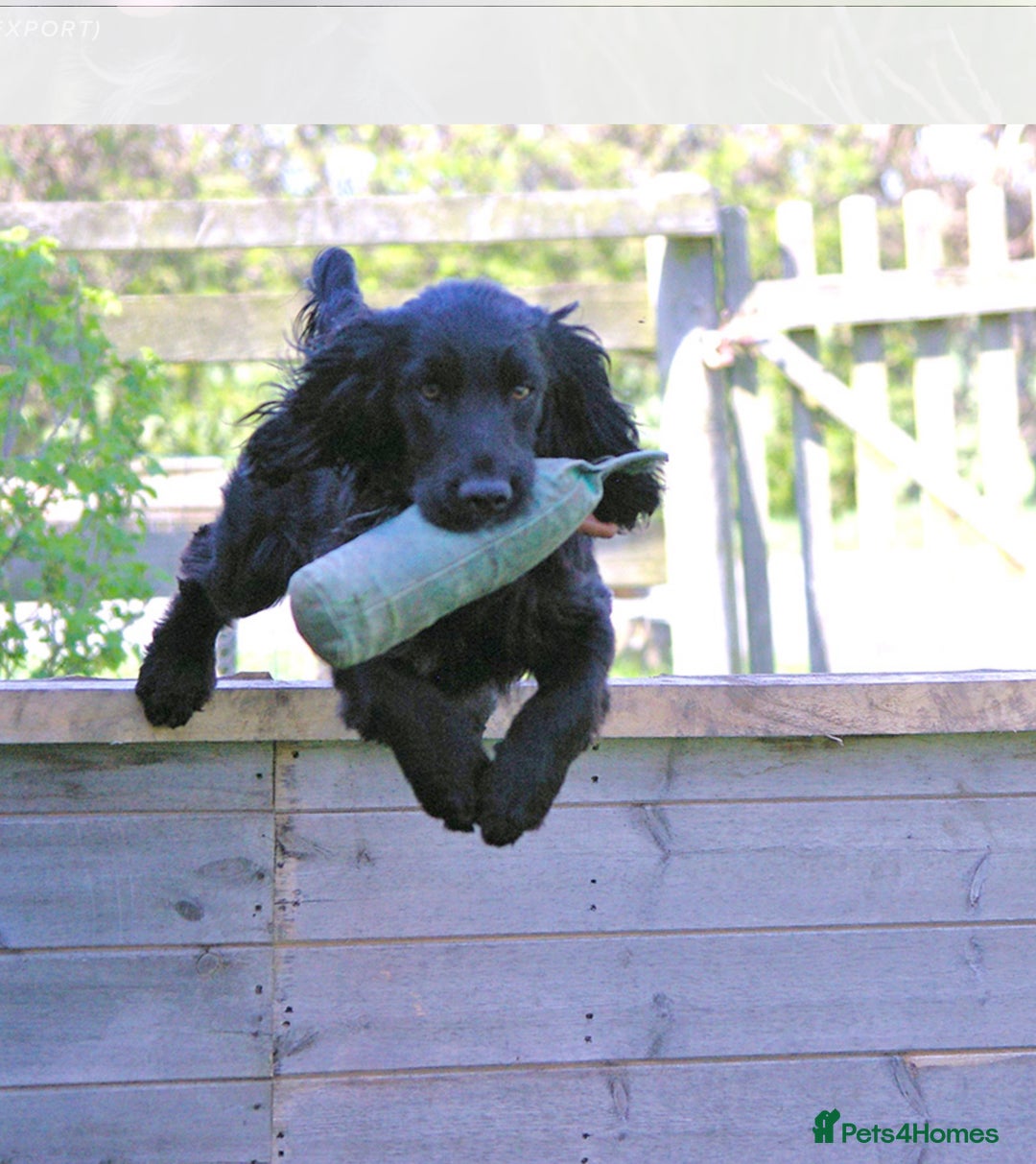 Cocker Spaniel dogs for sale: Gorgeous Cockers  - Farlavale x Muzmurray - Advert 7